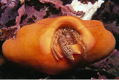 2.5D类银河恶魔城游戏《曼德拉》Steam页面上线 将参加2024科隆展